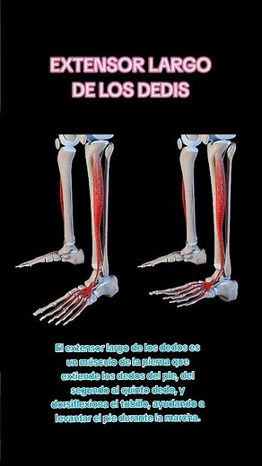 extensor digitorum longus