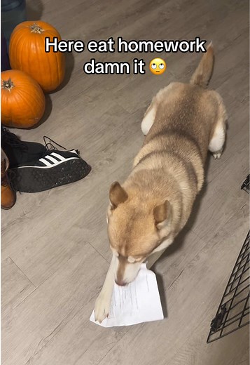 jassminexhernandez on TikTok