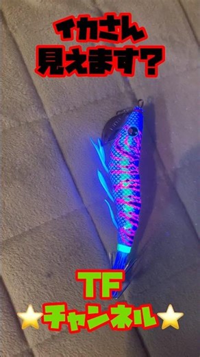 Night Eging - How to see the Egi - Bigfin Reef Squid Eging