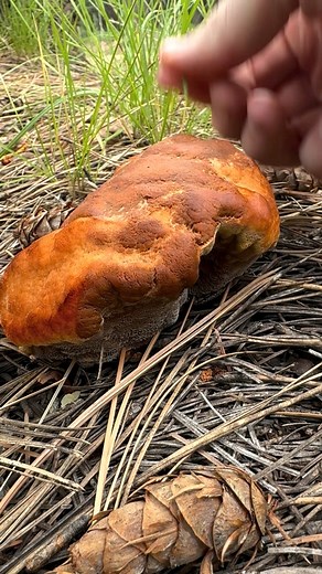 41K views · 842 reactions | Mushroom Hunting in Arizona | Fascinated By Fungi | Facebook