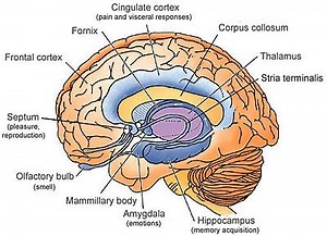 Prefrontal Cortex of an Adolescent Brain