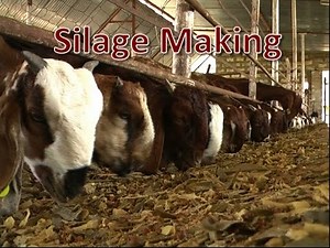 Silage Making and Feed Block