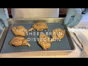 Sheep Brain Dissection