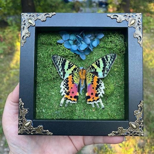 Madagascar Sunset Moth - Etsy