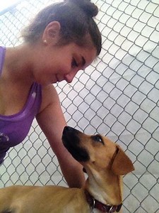 ​Brown Dog Coalition Seeking Fosters And Loving Adoptive Families