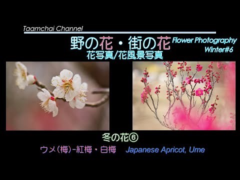花写真花風景写真 冬の花⑥ 梅