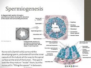 Reproductive System and Development - Part 1 (Male)