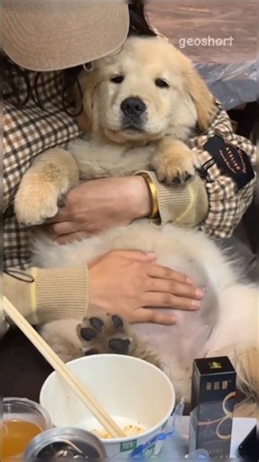This Puppy Ate Too Much… Now He’s Just a Big Fluffy Potato! 🐶🥔😂”