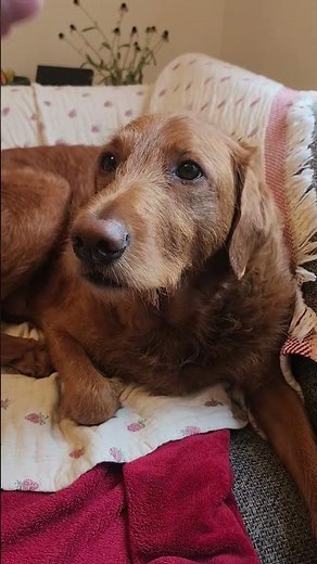 SHE LOVES TO DO TRICKS FOR TREATS #labradoodle #dog #fyp #puppy #cute