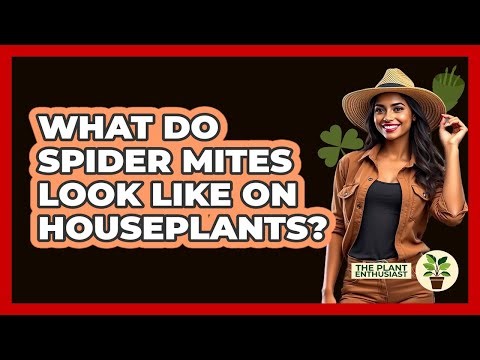 What Do Spider Mites Look Like On Houseplants? - The Plant Enthusiast