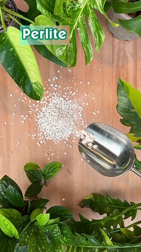 In today’s youtube video I’m talking about potting mixes :) link in bio