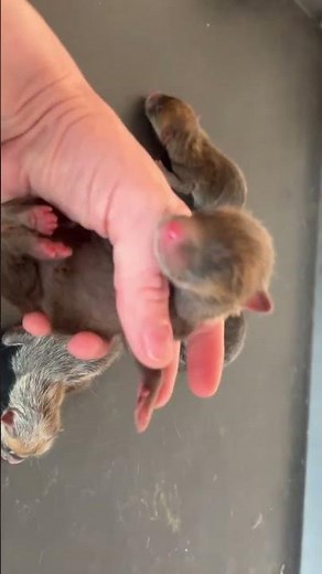 These are newborn fox puppies #redfox #domesticfox #babyfox #cuteanimals #cutepets