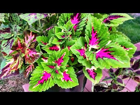 Kong Coleus....How to tell the Different Varieties