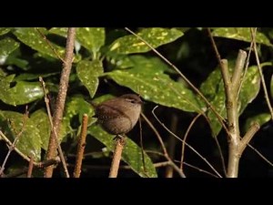 4 Hours Birdsong - Wren Singing - Nature Sounds