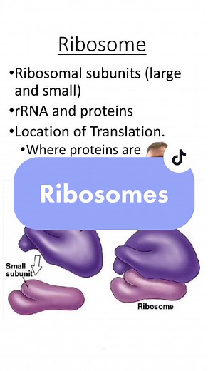 Understanding Ribosomes: The Protein-Making Machines