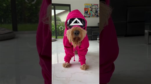 Squid Game dog costume #shorts #halloween