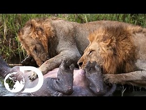 Big Cats Of The Wild
