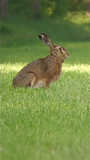 Hare in a field