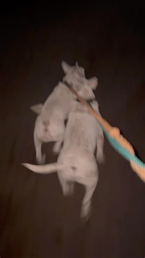 English bull terrier #pitbull #lifeisbutadream https://youtu.be/9sF7toNvzqc?si=5QG23AKQKAqWS0_p