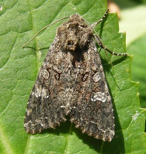 Cabbage moth - Alchetron, The Free Social Encyclopedia