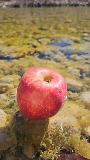Todo sobre las manzanas: beneficios y usos