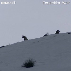 97K views · 2K reactions | There are plenty of deer, a bobcat and even a mountain lion... but can the team track down the wolves?  | BBC Earth | Facebook