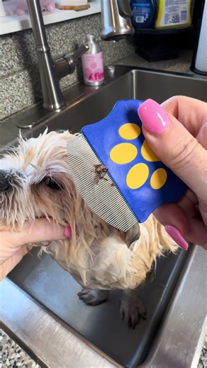 Prevent Infections: Daily Eye Cleaning for Dogs