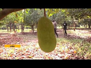 JACKFRUIT(FENE) FARMING: TIMO FRESH FRUIT FARM MODELING JACKFRUIT FARMING IN LANGO