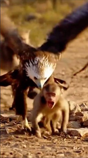 Baboons Chase Off Eagle to Save a Baby