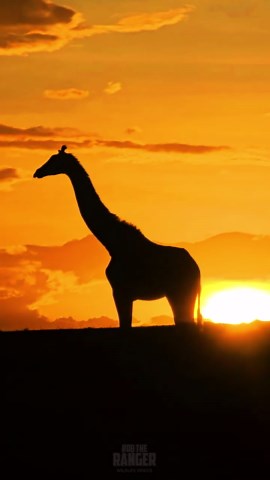 Stunning Giraffe Silhouette at African Sunset