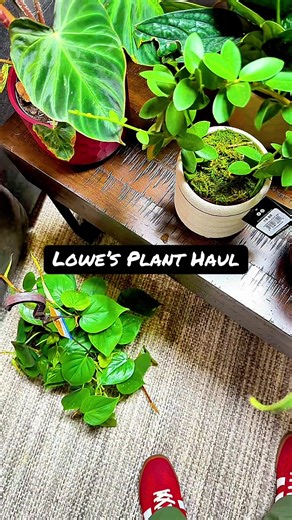 Incredible Lowe's Plant Haul: Must-See Finds