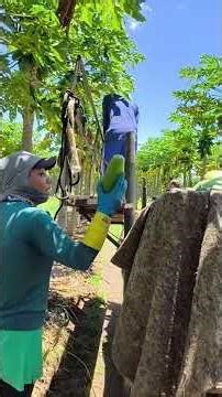 Delicious Mamão Smoothie Recipe #fruit #mamao #agroemfocotvdigital