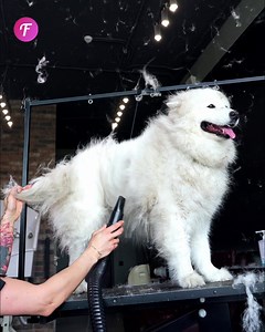 Dog's amazing grooming transformation! | Fabiosa India