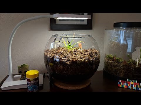 Feeding my new Drosera Capensis Sundew liquid bloodworms!