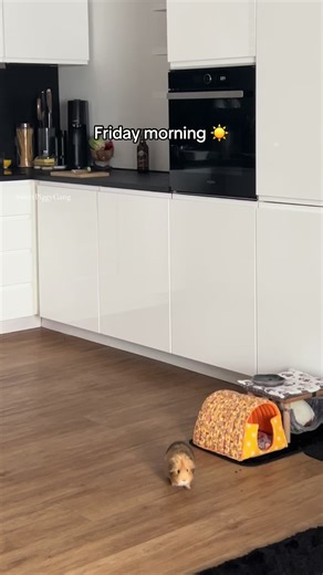 How We Kick Off the Weekend with Our Guinea Pig