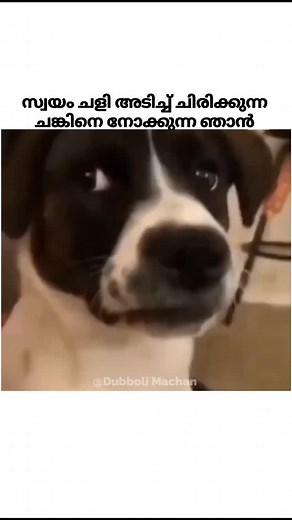 𝑫𝒖𝒃𝒃𝒐𝒍𝒊 𝑴𝒂𝒄𝒉𝒂𝒏 on Instagram: "Mention that Chunk 😂 • • • • • • • • • • • • • • • • • #trending #trendingtrolls #chunk #meme #nsvjmalayalam #dubbolimachan"
