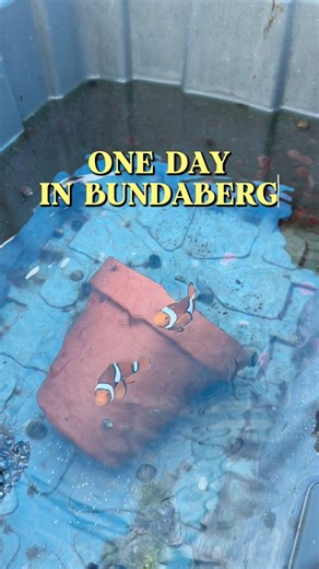 If Bundaberg isn’t at the front of your mind when you think of the Great Barrier Reef … then you’re missing out🪸🐠 It’s home to incredible reef operators like the Lady Musgrave Experience, who just celebrated 10 years in business. Did you know they’ve won a ‘Best of Queensland’ award? The Lady Musgrave Experience truly have a tour or offering for everyone, no matter what you’re looking for.🤿 And here’s another one the whole family will love - touring a coral farm at Monsoon Aquatics! If you’re