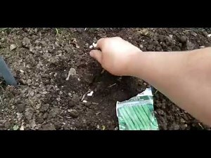 Planting Blue Lake Pole Beans And Garden Update