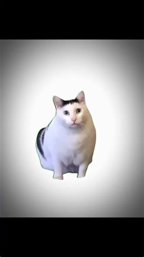 where is my huh cat version meme kucing