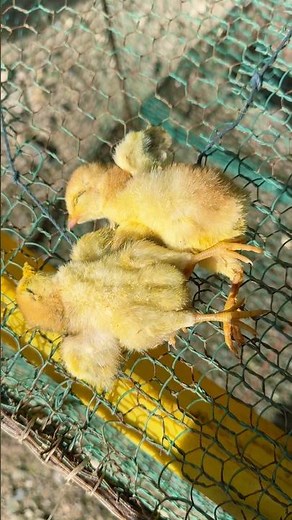 Ohh I am so sad, they gone.🥹#love #song