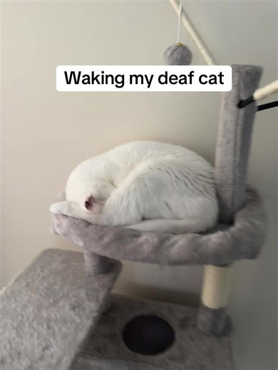 Waking My Deaf Cat: Adorable Moments with Maverick
