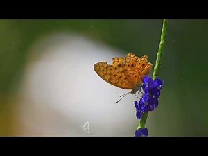 Butterflies and Nature Harmony | Stress Relief Sounds 🌸 #Butterfly #NatureVideo #relaxing