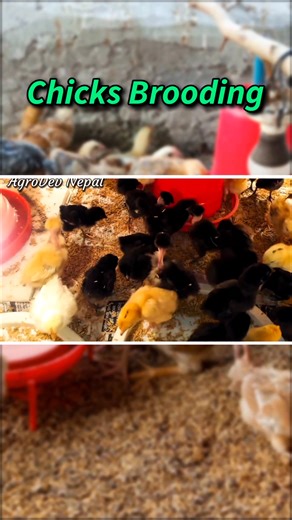 Chicks Brooding 🐣🐥 #brooding #poultryfarming #kukhurapalan | Devraj Chaudhary
