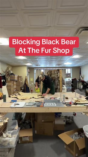 Before turning a tanned pelt into a garment it must be ‘blocked’ in order to take any wrinkles out of the fur and allow for a crisp, flat surface to draw designs on. Trappers are known for working with what they have and figuring it out. When we realized we had no where to block this bear pelt, onto the work bench it went. This bear will be made into a beautiful pair of gauntlet mittens #education #trapping #fur #furhandling #newenglandnaturals