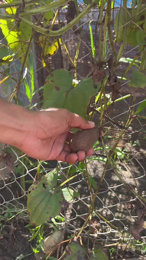 Fresh Ube Harvesting on the Farm #Ube #Harvest #Farming