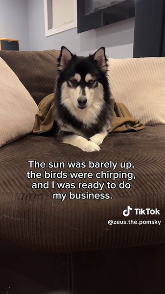 Crime scene: Morning walk. Weapon: Flying poop. Suspect: A fleeing Pomsky… Wanted for assault with a deadly doo-doo. 🚨🚔💩😂