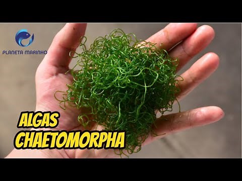 Conheça a Alga Chaetomorpha : Entenda por que tantos Aquaristas utilizam seus Refúgios.