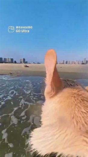 Dog Surfs Fearlessly: First-Person Wave Riding Adventure