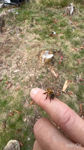 Have a look at this sweet little video! 🐝 I’m going to point out 3 things that really stood out to me: Fuzzy body — this usually means she’s a younger bee. They start out very fluffy like that, and as they age, fly more, and do more foraging work, that fuzz wears off and they get more shiny looking. “Pinchers” — I’m referring to her mouth parts. Bees actually use those to bite, tear, and cut things. They can bite through paper, tape, elastic bands, propolis, etc. Tiny… but extremely strong. Fro