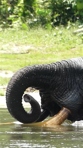 You never quite know what you’re going to see in Gabon… Our ranger paused to film this incredible forest elephant taking a refreshing dip, a peaceful moment of swimming, splashing and cooling off in the river. And it’s not just for fun… Drinking: An adult forest elephant needs around 100–200 litres of water every day or two to stay hydrated. Cooling off: Even beneath the rainforest canopy, the humidity and constant effort of moving through dense forest can cause overheating. Submerging in rivers